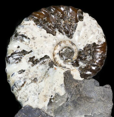 Hoploscaphites Ammonite - South Dakota #44040